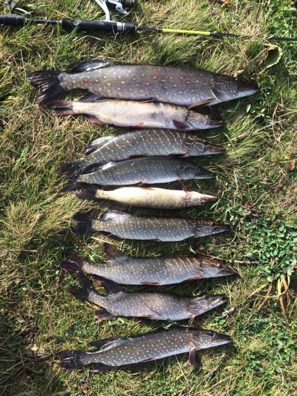 Фотоотчет по рыбе: Щука. Место рыбалки: Ивановская область