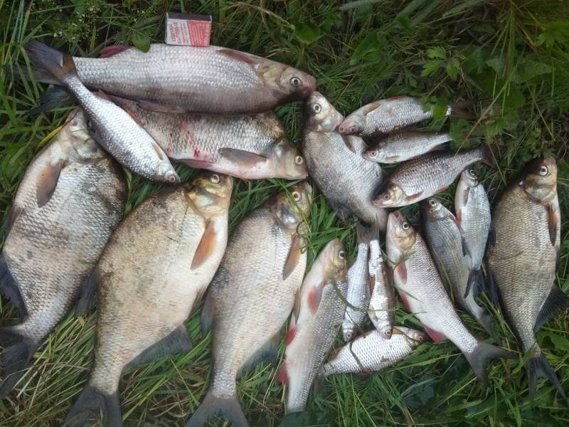 Фотоотчет по рыбе: Язь, Лещ, Плотва. Место рыбалки: озеро Кубенское