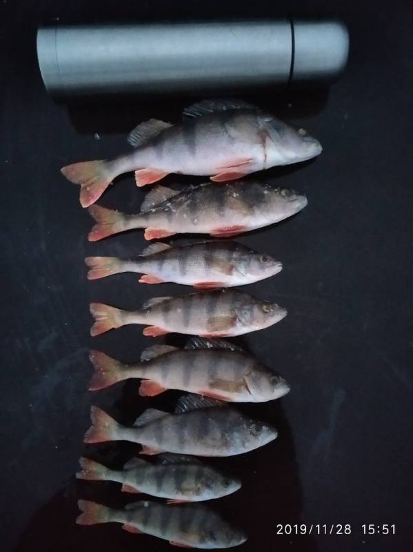 Фотоотчет по рыбе: Окунь. Место рыбалки: Республика Чувашия