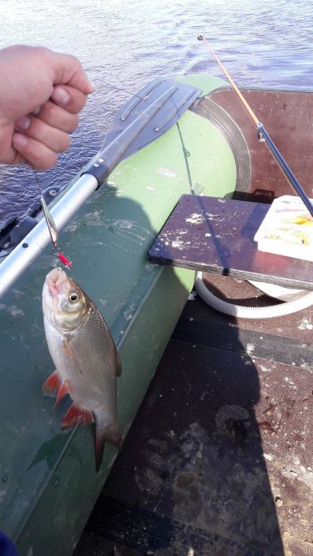 Фотоотчет по рыбе: Язь. Место рыбалки: Тюменская область