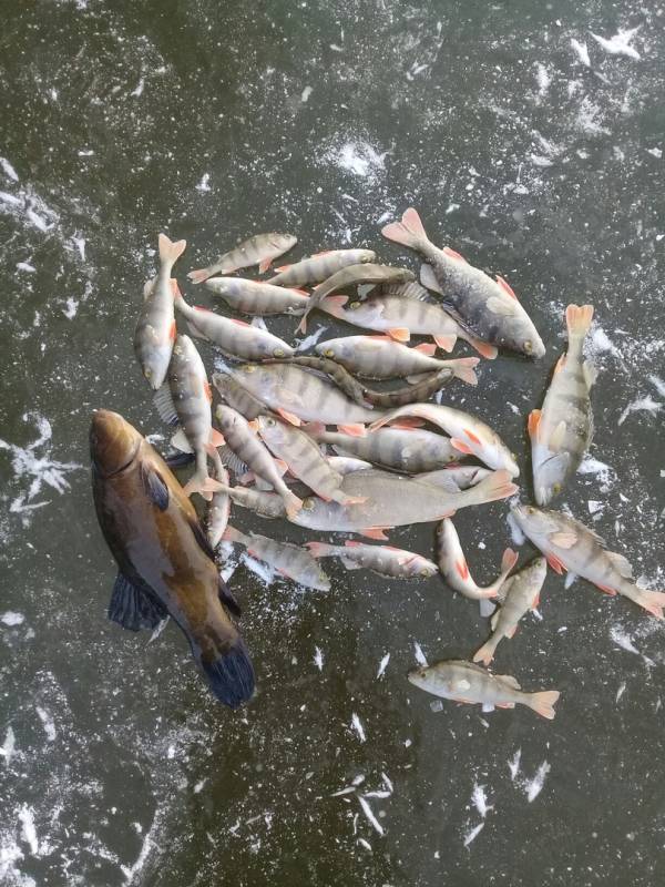 Фотоотчет по рыбе: Щука, Окунь, Линь. Место рыбалки: Россия