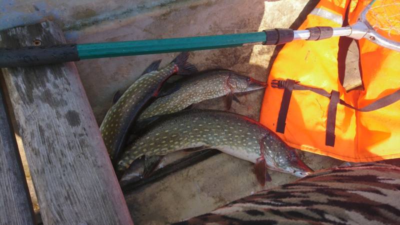 Фотоотчет по рыбе: Щука. Место рыбалки: Суходольское озеро