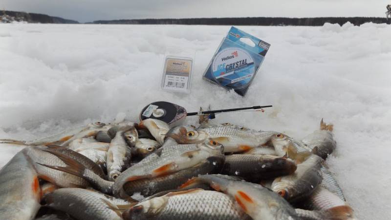 Фотоотчет по рыбе: Плотва. Место рыбалки: Новосибирское водохранилище