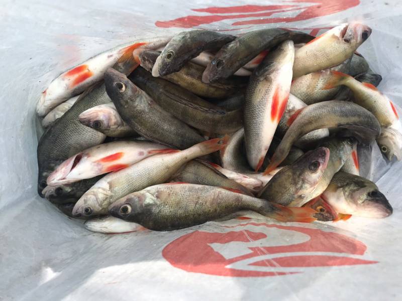 Фотоотчет по рыбе: Окунь. Место рыбалки: Воронежская область