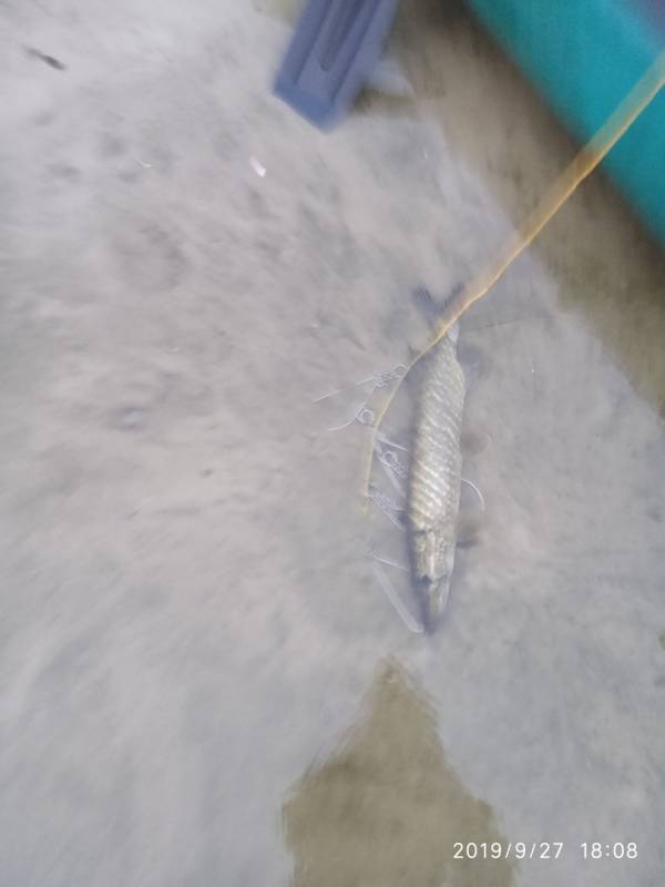 Фотоотчет по рыбе: Щука. Место рыбалки: Матырское водохранилище