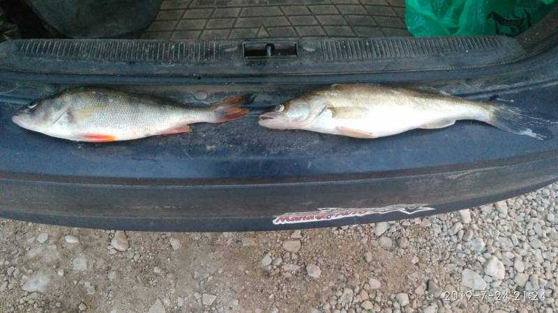 Фотоотчет по рыбе: Окунь, Судак. Место рыбалки: Архангельская область