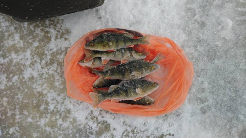 Фотоотчет по рыбе: Окунь. Место рыбалки: Архангельская область