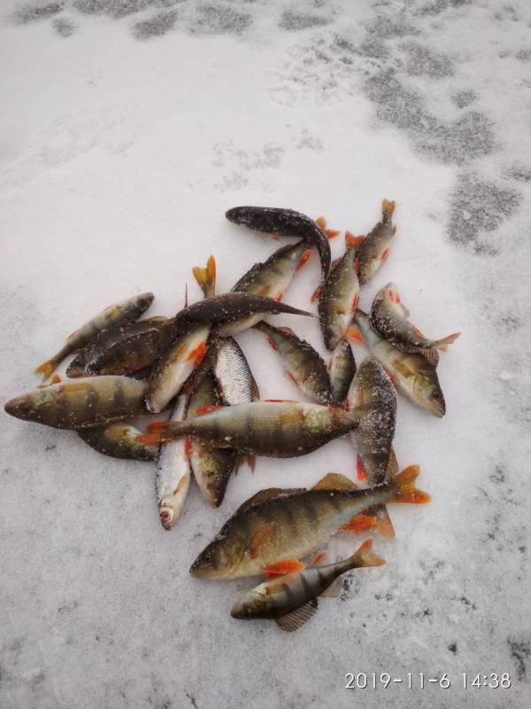 Фотоотчет по рыбе: Окунь, Плотва. Место рыбалки: Архангельская область