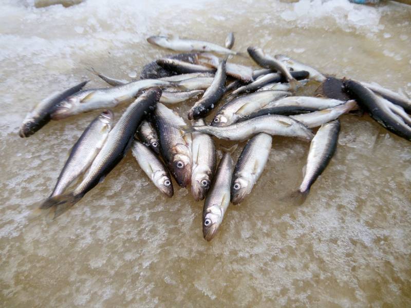 Фотоотчет по рыбе: Корюшка. Место рыбалки: Архангельская область