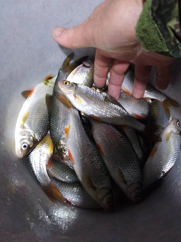 Фотоотчет по рыбе: Плотва. Место рыбалки: Ленинградская область