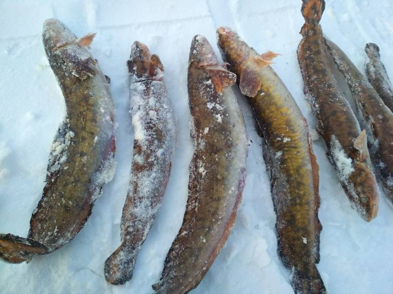 Фотоотчет с рыбалки. Место: Удмуртская Республика