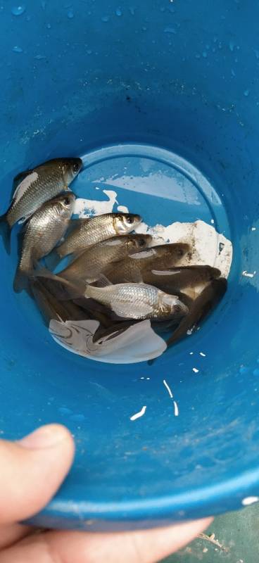Фотоотчет по рыбе: Карась. Место рыбалки: Республика Башкортостан