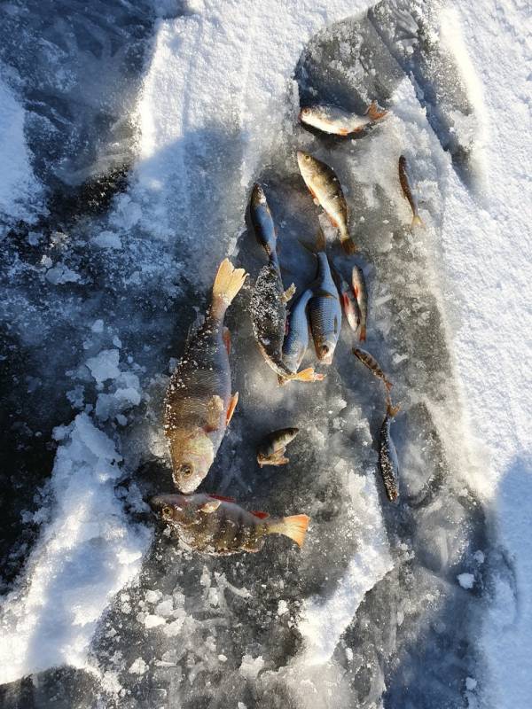 Фотоотчет по рыбе: Окунь, Плотва. Место рыбалки: Уфа (Башкортостан)