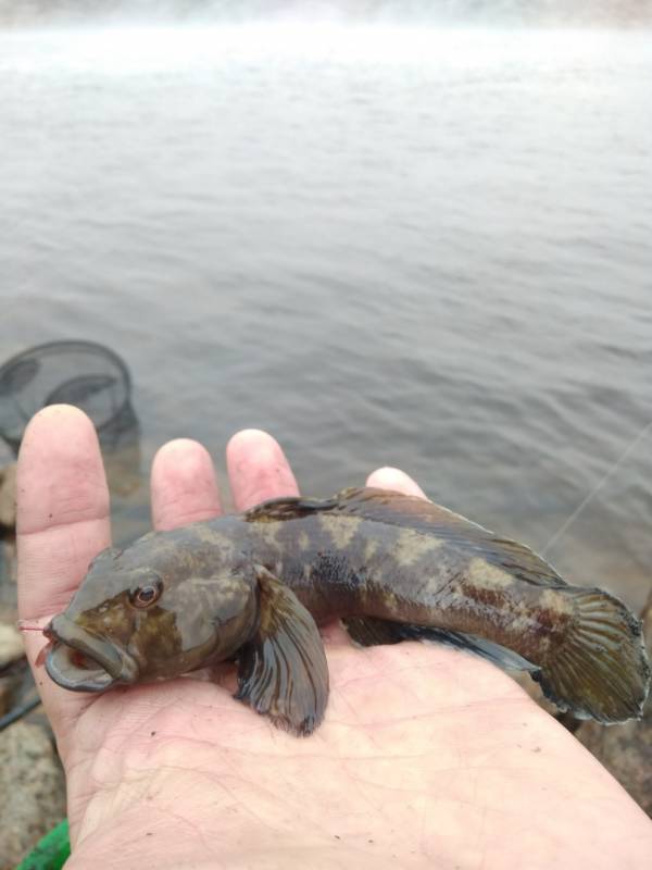 Фотоотчет по рыбе: Бычок. Место рыбалки: Ленинградская область