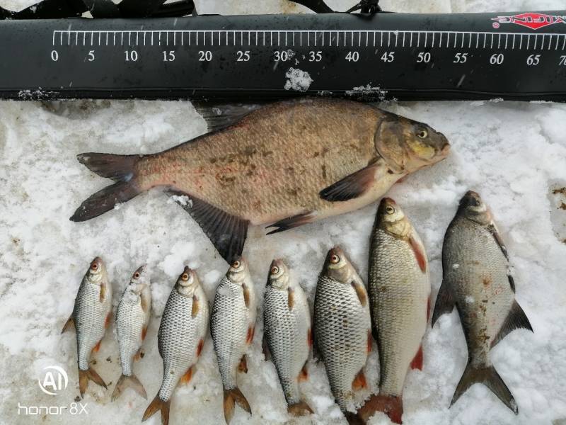 Фотоотчет по рыбе: Язь, Лещ, Плотва. Место рыбалки: Костромская область