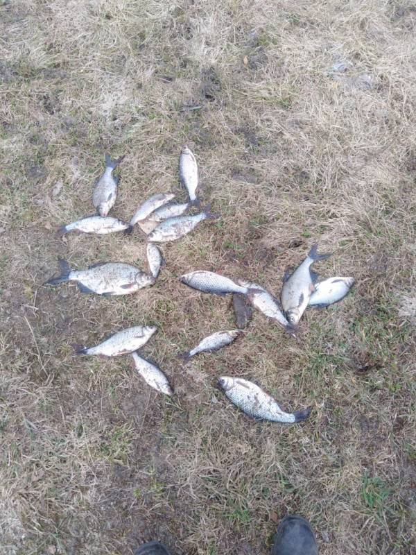 Фотоотчет по рыбе: Лещ. Место рыбалки: Вологодская область