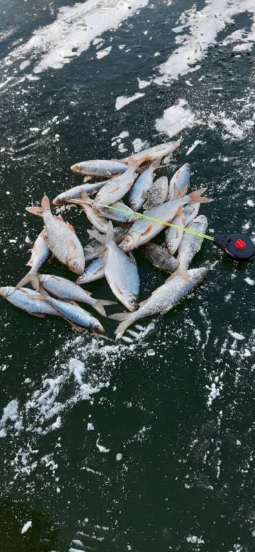 Фотоотчет по рыбе: Густера, Окунь, Плотва. Место рыбалки: Самарская область