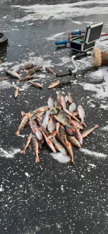 Фотоотчет по рыбе: Окунь, Плотва. Место рыбалки: Самара (Самарская обл.)