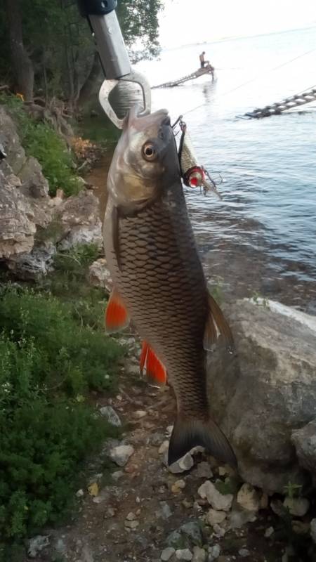 Фотоотчет по рыбе: Голавль. Место рыбалки: Самарская область