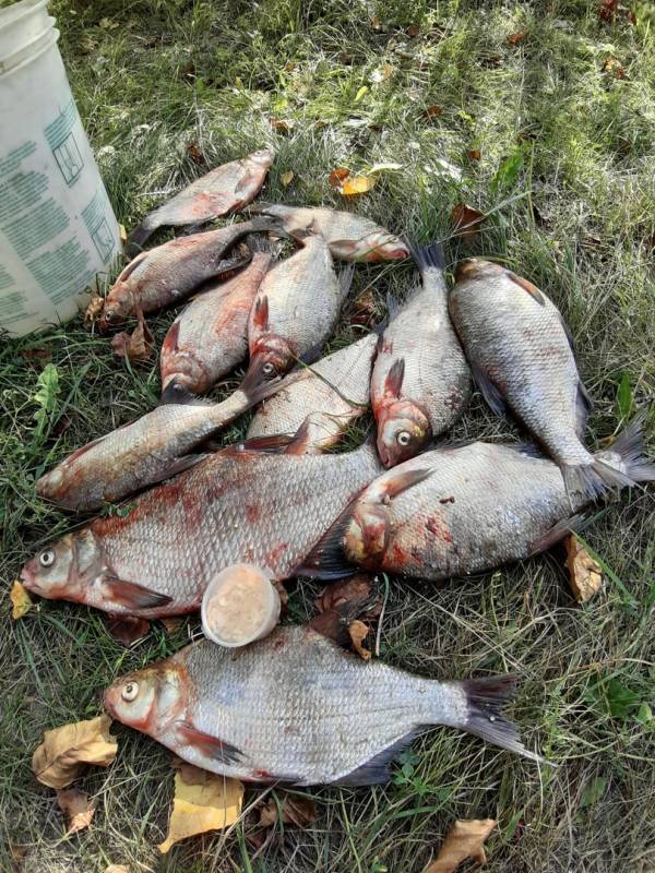 Фотоотчет по рыбе: Лещ. Место рыбалки: Нижегородская область