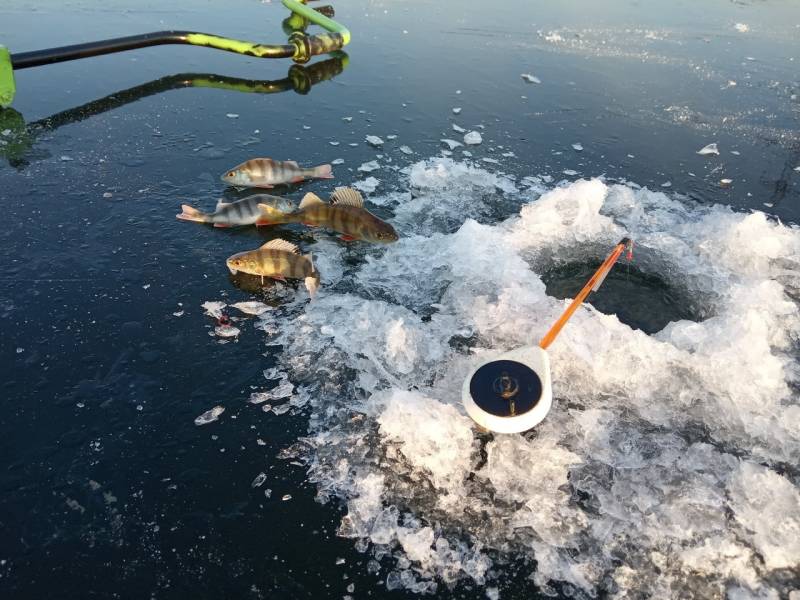 Фотоотчет по рыбе: Окунь. Место рыбалки: Республика Чувашия