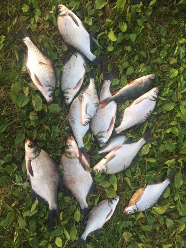 Фотоотчет по рыбе: Лещ, Окунь. Место рыбалки: Рязанская область