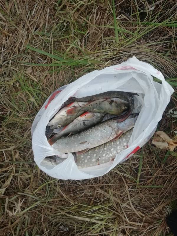 Фотоотчет по рыбе: Щука, Окунь. Место рыбалки: Рязанская область