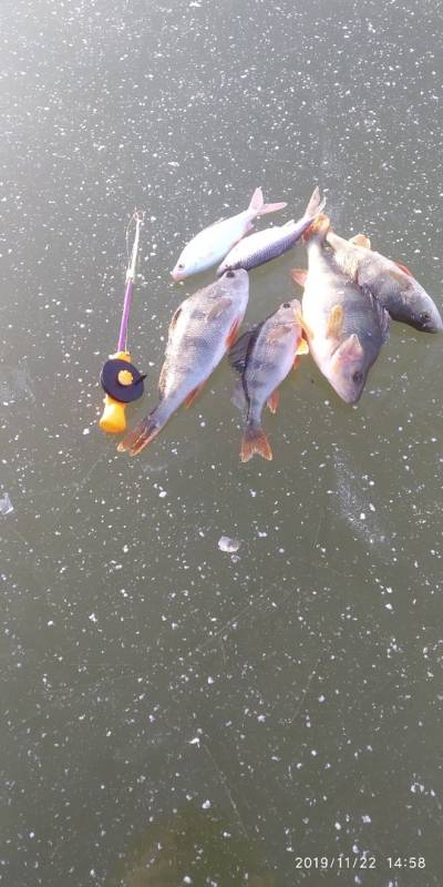 Фотоотчет по рыбе: Окунь, Плотва. Место рыбалки: Рязанская область