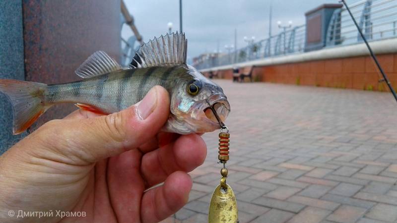 Фотоотчет с рыбалки. Место: Преголя