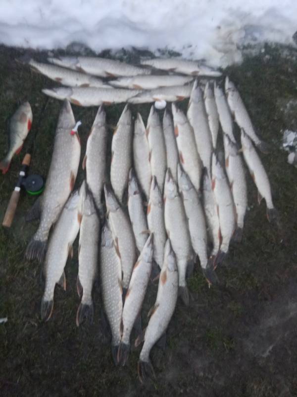 Фотоотчет по рыбе: Щука, Окунь. Место рыбалки: Вагайский район