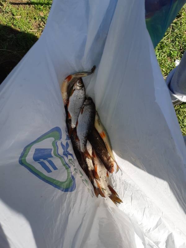 Фотоотчет по рыбе: Плотва. Место рыбалки: Калининградская область