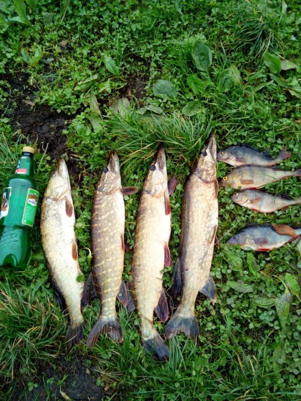 Фотоотчет по рыбе: Щука, Окунь. Место рыбалки: Калининградская область
