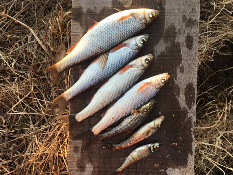 Фотоотчет по рыбе: Голавль, Гольян, Елец, Пескарь. Место рыбалки: Иркутское водохранилище