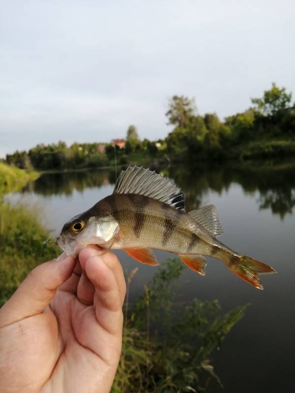 Фотоотчет с рыбалки. Место: Чайковский