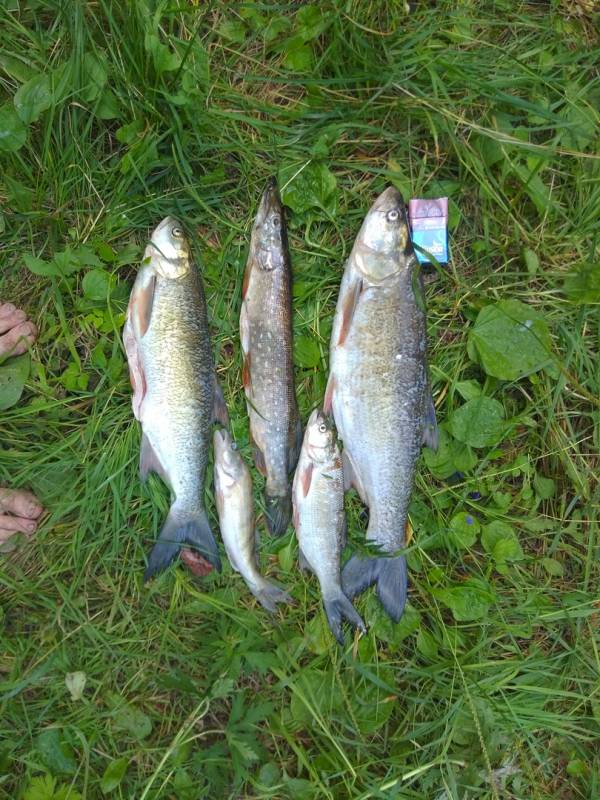 Фотоотчет по рыбе: Щука, Судак, Жерех. Место рыбалки: Республика Татарстан