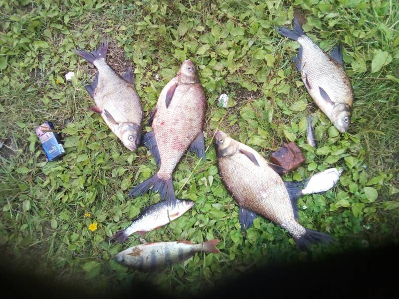 Фотоотчет по рыбе: Лещ, Окунь, Плотва. Место рыбалки: Воткинское водохранилище