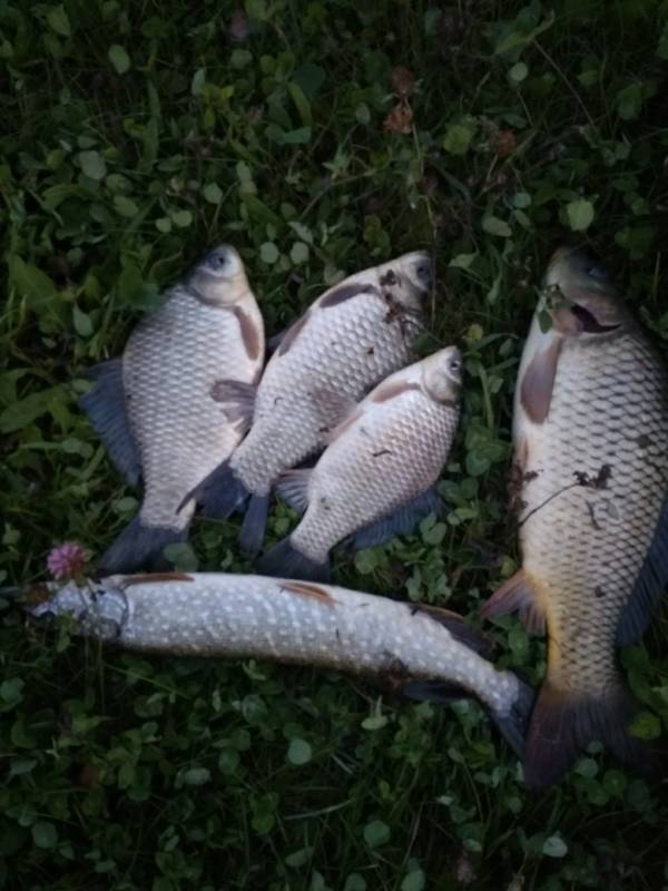 Фотоотчет по рыбе: Щука, Карп, Карась. Место рыбалки: Удмуртская Республика