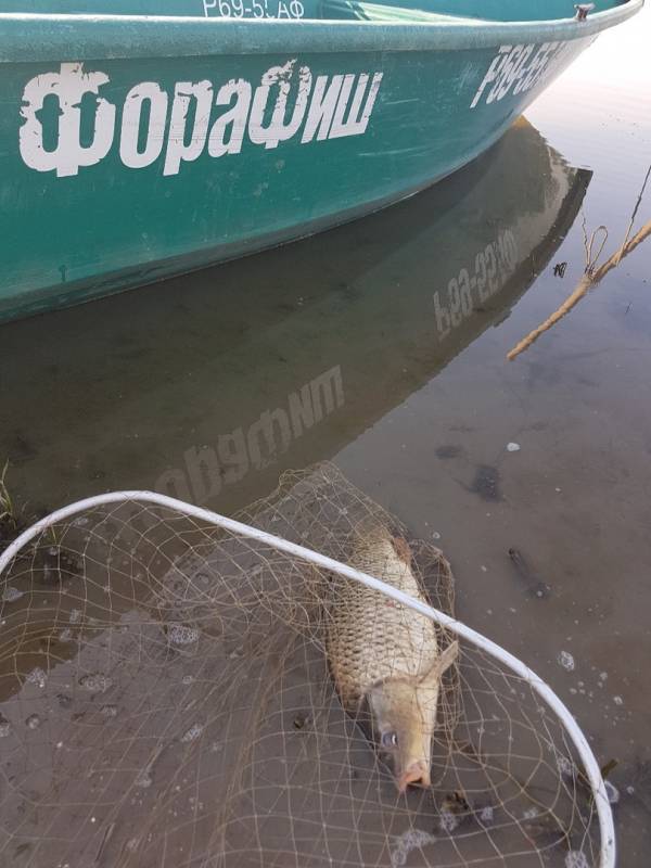 Фотоотчет по рыбе: Карп. Место рыбалки: Астраханская область