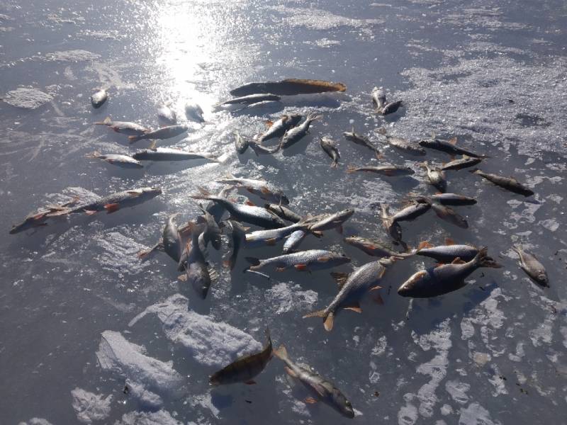Фотоотчет по рыбе: Налим, Окунь, Плотва. Место рыбалки: Гдовский район