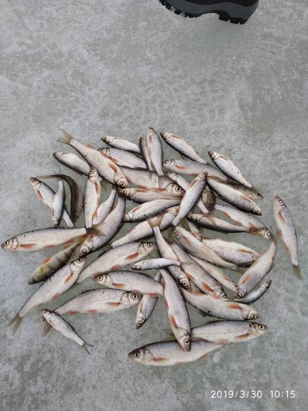 Фотоотчет по рыбе: Елец, Окунь. Место рыбалки: Кемеровская область