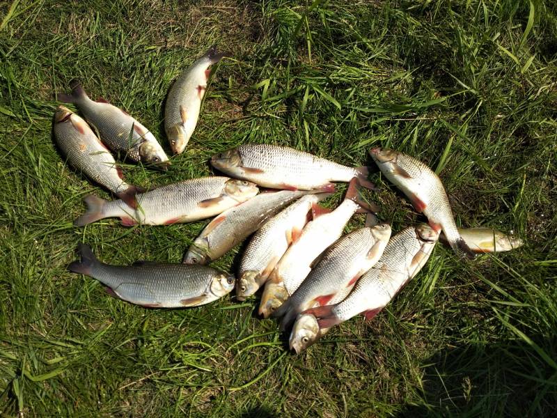 Фотоотчет по рыбе: Язь, Окунь. Место рыбалки: Кемеровская область