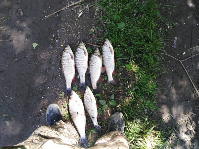 Фотоотчет по рыбе: Язь. Место рыбалки: Кемеровская область