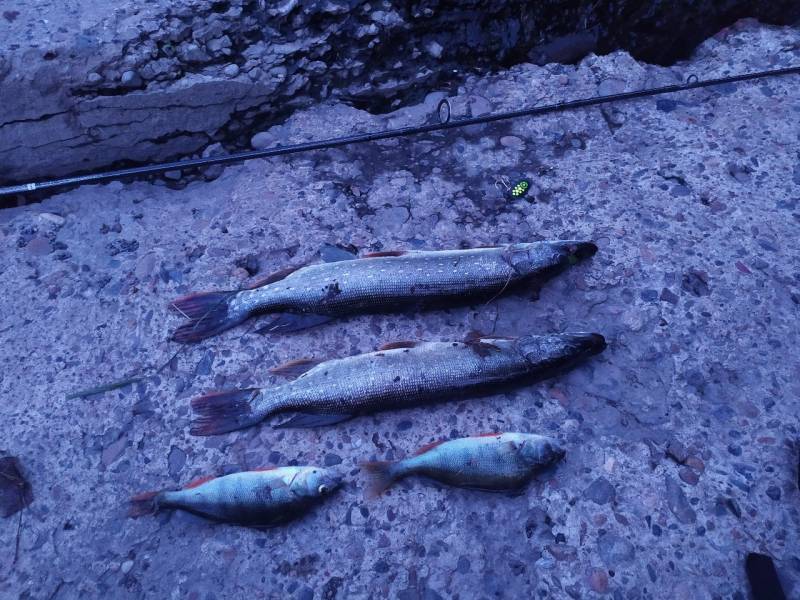 Фотоотчет по рыбе: Щука, Окунь. Место рыбалки: Кемеровская область