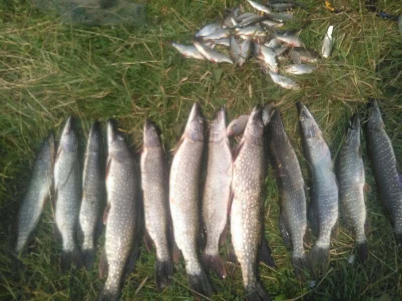 Фотоотчет по рыбе: Щука. Место рыбалки: Кемеровская область