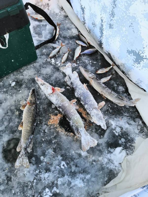 Фотоотчет по рыбе: Щука, Плотва. Место рыбалки: Кемеровская область