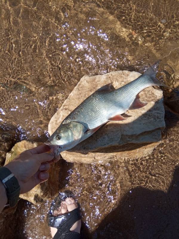 Фотоотчет по рыбе: Жерех. Место рыбалки: Самарская область