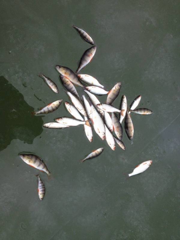 Фотоотчет по рыбе: Окунь, Плотва. Место рыбалки: Калужская область