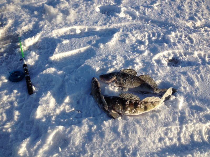 Фотоотчет по рыбе: Окунь. Место рыбалки: Рыбинское водохранилище