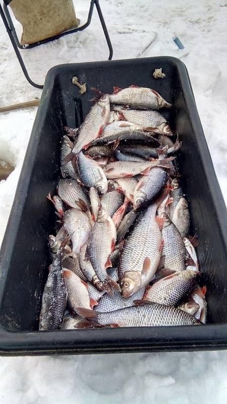 Фотоотчет по рыбе: Плотва. Место рыбалки: Вологодская область