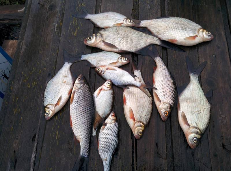 Фотоотчет по рыбе: Густера, Плотва. Место рыбалки: Рыбинское водохранилище